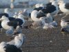 Caspian Gull at Hole Haven Creek (Steve Arlow) (65433 bytes)